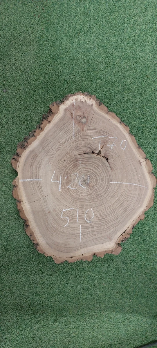 Спил карагача