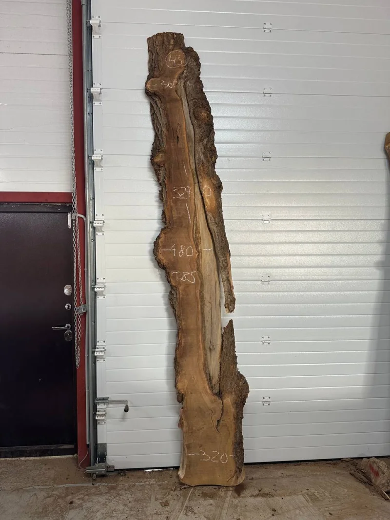 Слэб карагач 