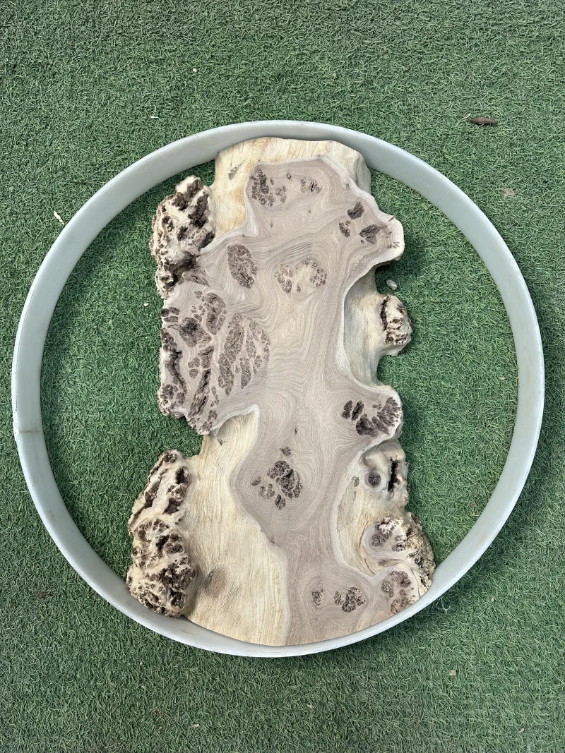 Слэб карагач 