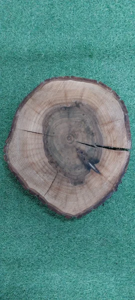 Спил грецкого ореха