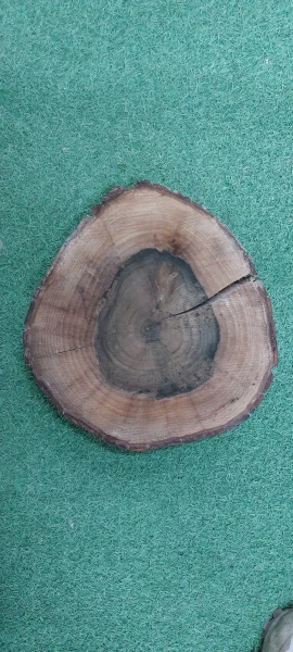 Спил грецкого ореха