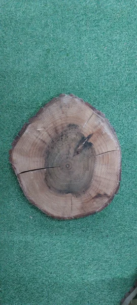 Спил грецкого ореха