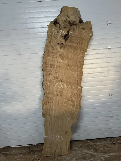 Спил карагача