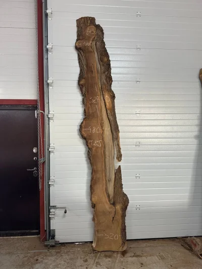 Слэб карагач 