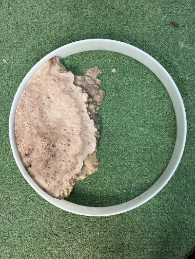 Слэб карагач