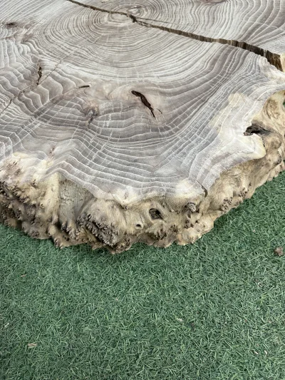 Спил карагача 