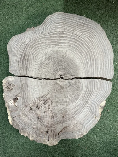 Спил карагача 