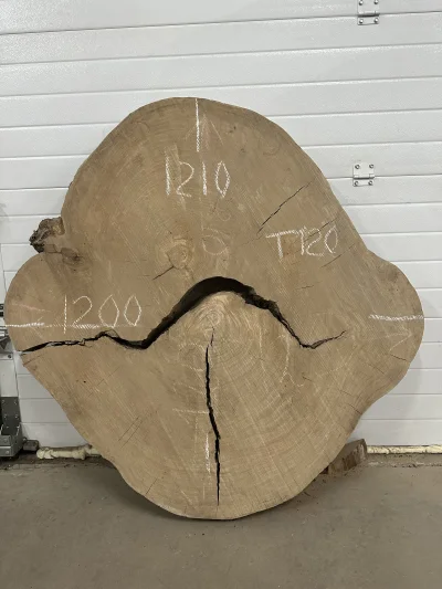 Спил карагача